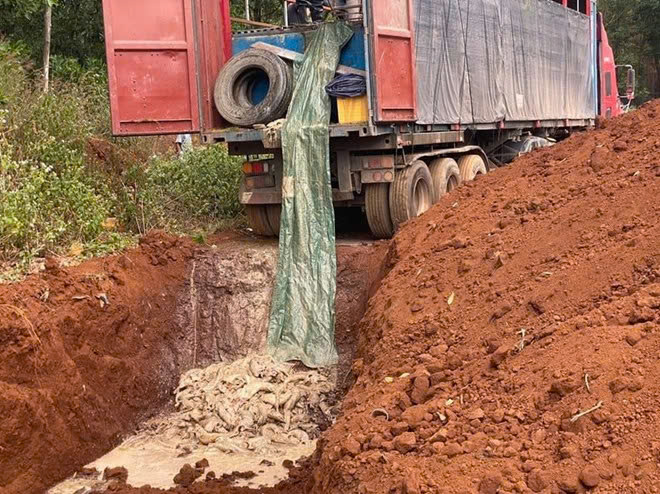 Cơ quan chức năng tiêu hủy 5,5 tấn cá tầm thương phẩm, không có giấy tờ chứng minh nguồn gốc xuất xứ